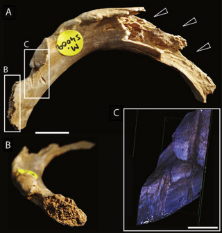 Illustration for article titled Grim Discovery Confirms Cannibalism Among Early Britons